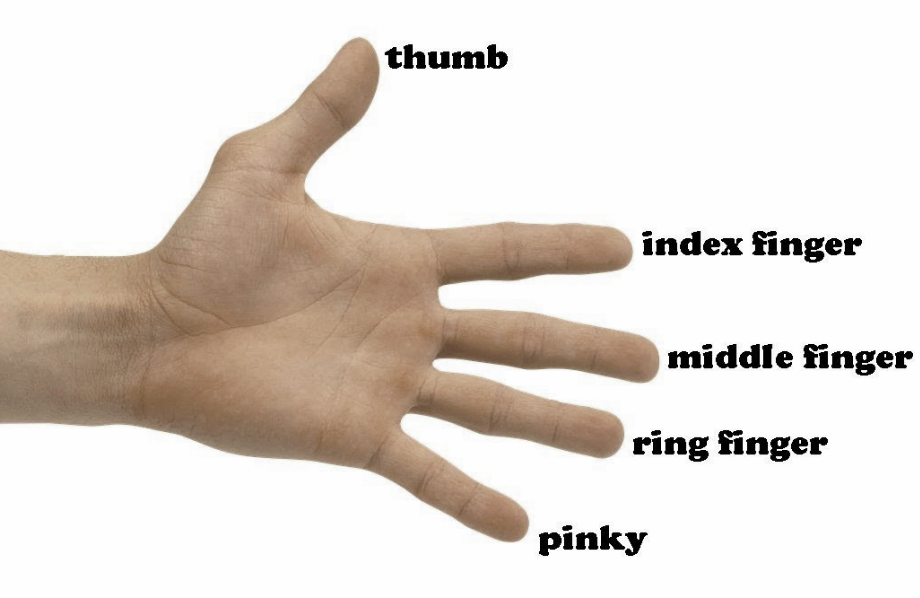 Fingers