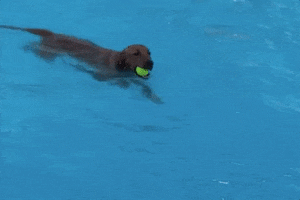 Doggy Paddling