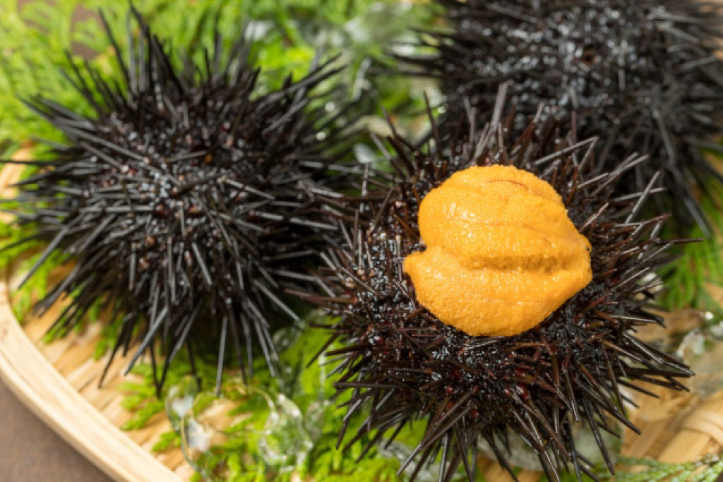 Sea Urchin