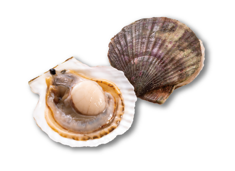 Japanse Scallop