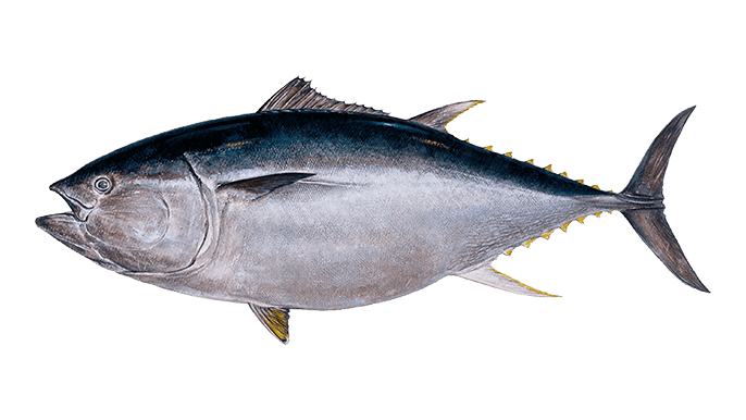 Tuna
