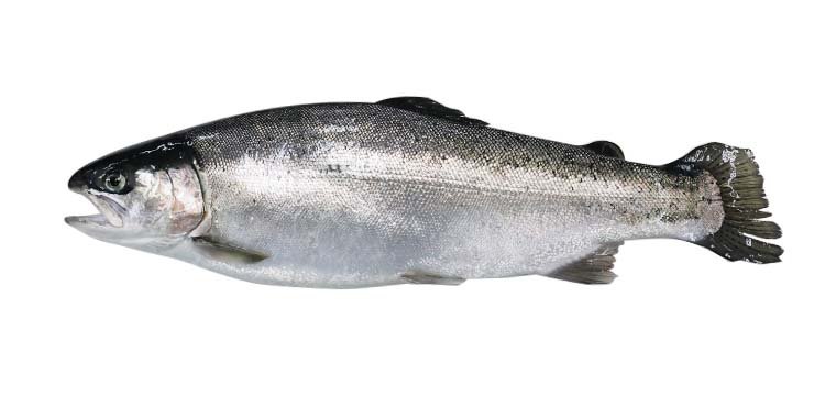 Salmon