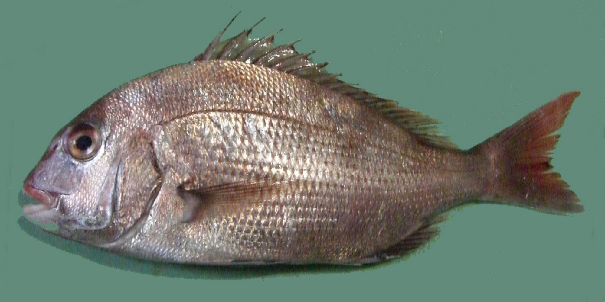 Sea bream