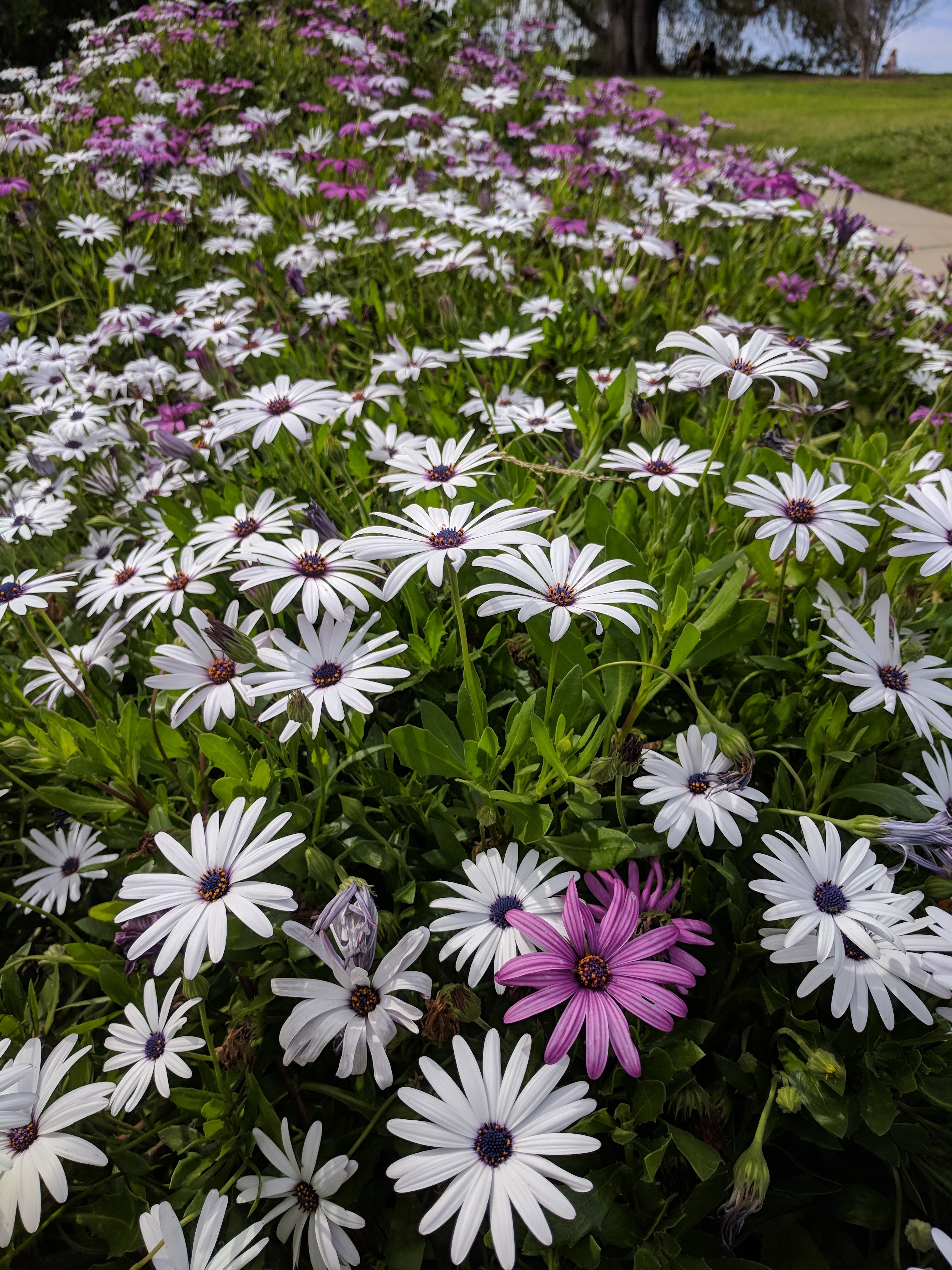 Flower: Before Processing
