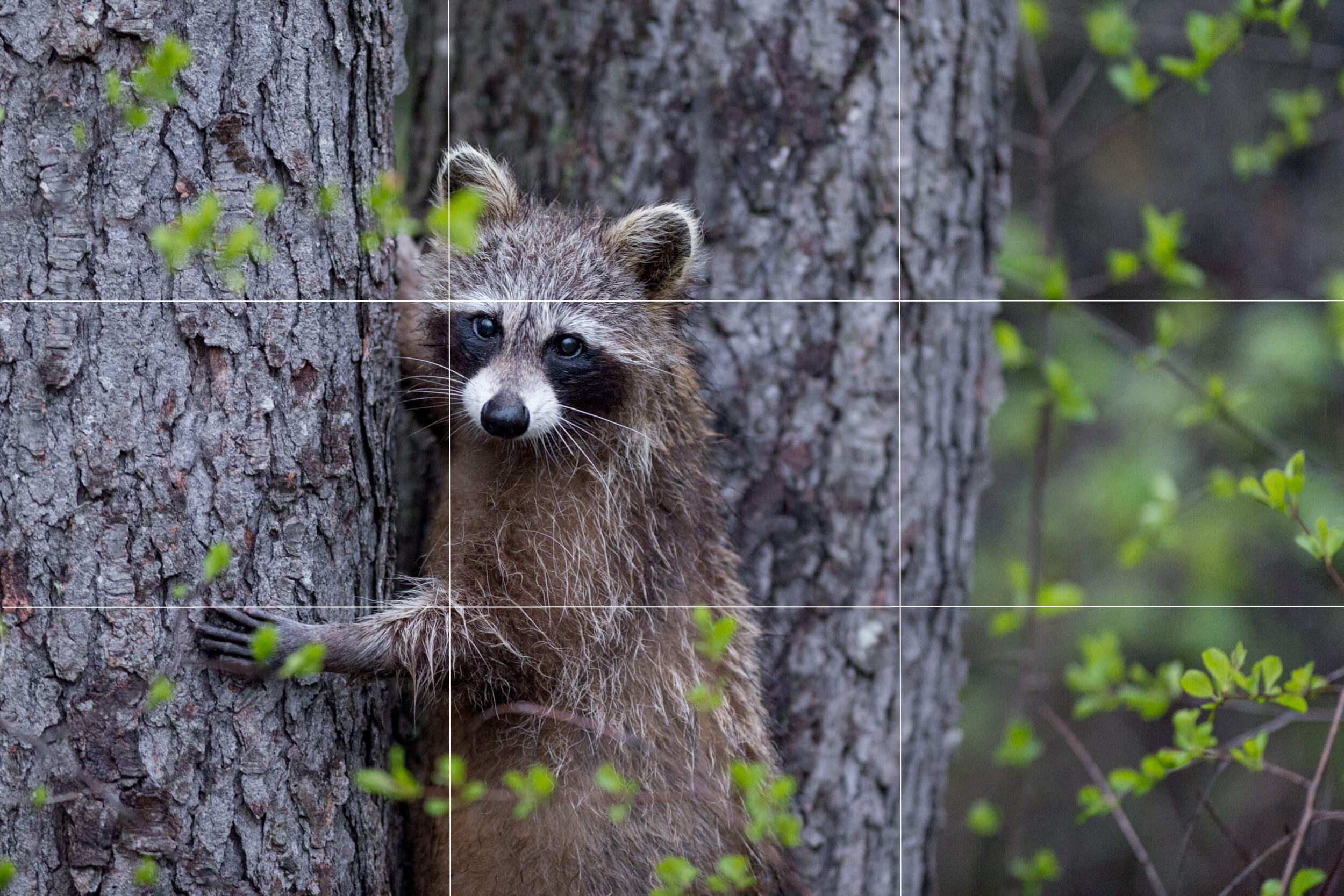 The Rule of Thirds